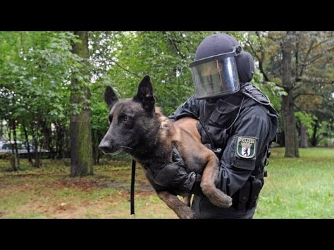 Polizeihunde in der Ausbildung - Nur die besten kommen weiter! - (DOKUMENTATION 2016 HD *NEU*)