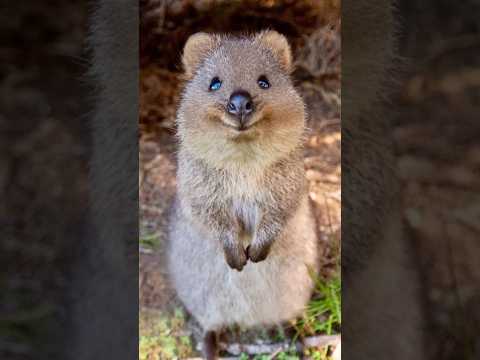 Quokka | Happiest Animal